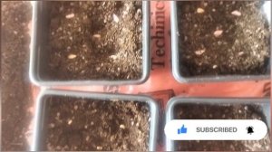 Гранат, мирт и лаванда из семян, посадка.