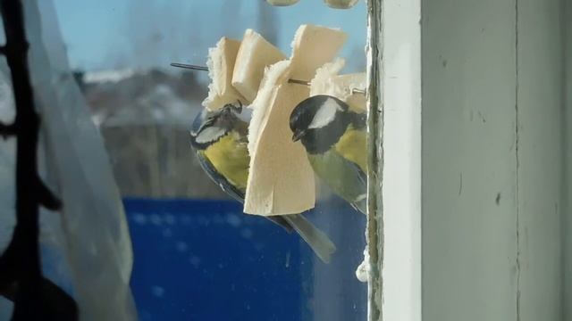 Маленькие разборки большой синицы и лазоревки смотреть онлайн