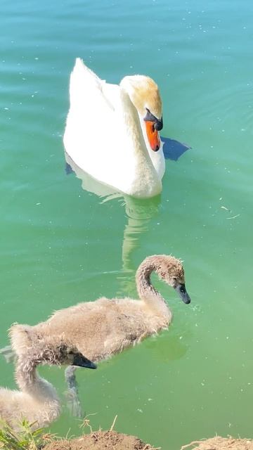 Лебеди в пруду смотреть онлайн