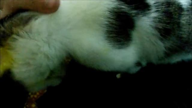 Cat house cat мурчалкин!Котодо Северск!!! 麦卡利Cottom Seversk!!! смотреть онлайн