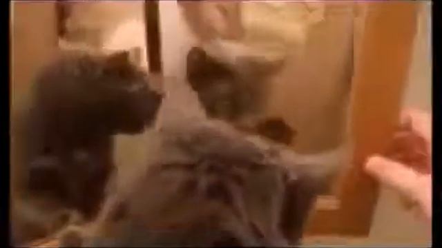 Кошки насмешили смотреть онлайн