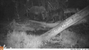 НОРА - НАША ВЫПУСКНИЦА СО СВОИМ ПОТОМСТВОМ