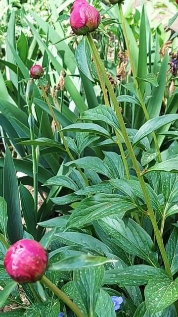 Пионы стихи Татьяны Торховой #shortsvideo #shortvideo #рекоменда? смотреть онлайн