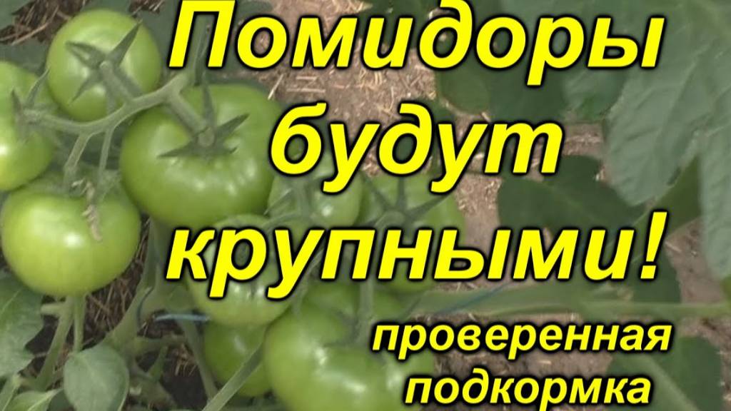 🍅 Без ЭТОЙ подкормки томаты не вырастут крупными! Проверенный способ! 🍅✨ смотреть онлайн