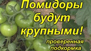 🍅 Без ЭТОЙ подкормки томаты не вырастут крупными! Проверенный способ! 🍅✨