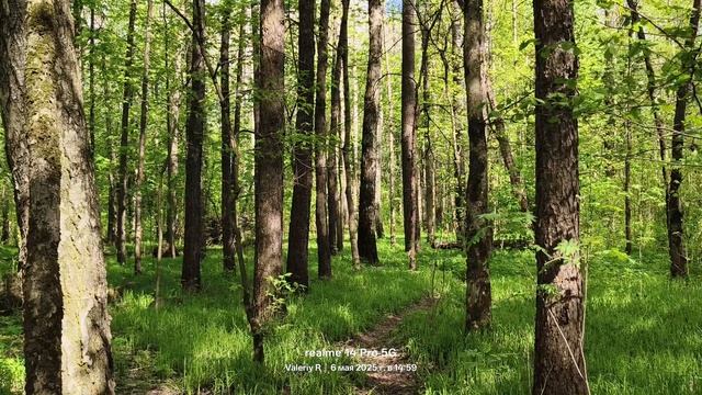 Прогулка #19, пение птиц. 06.05.2025 смотреть онлайн