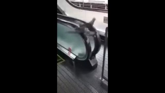 Голубь и эскалатор. смотреть онлайн