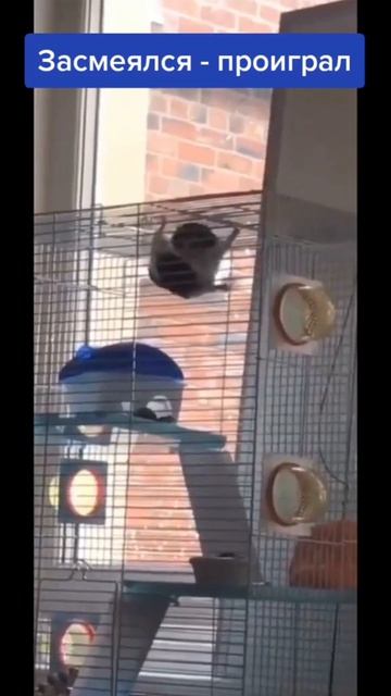 смешной видос смотреть онлайн