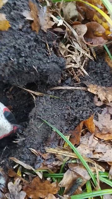 Разбойник потерял, а я нашел в старом лесу!! #коп #xp #кла? смотреть онлайн