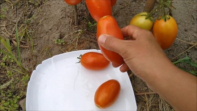 Томат ОЛИВИЯ F1 🍅 от фирмы United Genetics .СУПЕР урожайный ГИ смотреть онлайн