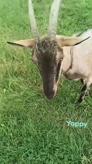 КОЗЮШКА смотреть онлайн