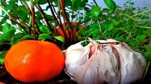 Мандариновая кожура: как использовать. Ароматизатор для дома своими руками - 7 дач