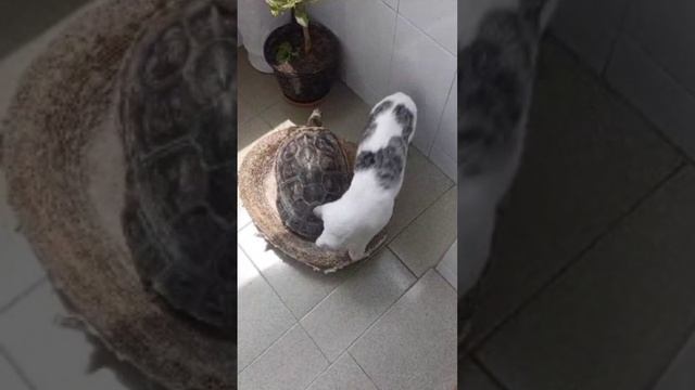 Необычная дружба смотреть онлайн