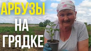 Как вырастить огромный Арбуз на Даче легко!