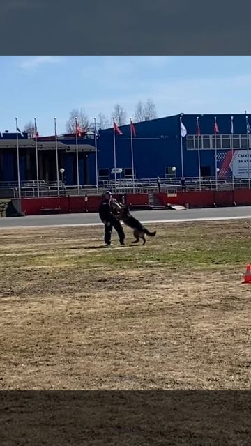 1 Отл. КЧК Steel Inside VOORHEES +++ №5 лоб / КЧК СЫКТЫВКАР 10 мая`25 О.Тимофеева Моно н/о