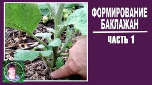 Как формировать баклажаны ЧАСТЬ 1