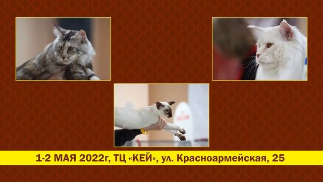 2149 Выставка кошек смотреть онлайн