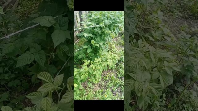 Чем подвязать малину смотреть онлайн