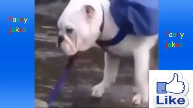 УЛЁТНЫЕ ПРИКОЛЫ РЖАЧЬНЫЕ ВИДЕО ПРИКОЛЫ смотреть онлайн