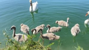 Лебеди в парке Сочи. Орнитологический парк Сириус
