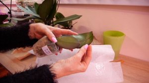 Орхидея из мясорубки. Кто виноват? История заказа и получения.