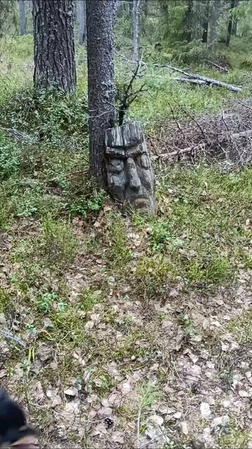 Что мы нашли в лесу!