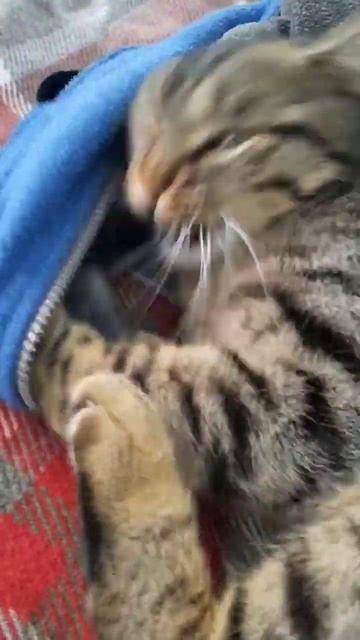 Муся злится))) #турция #носкиспицами #izmir #вязание #кот #turkey смотреть онлайн