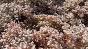 Уличные седумы. Суккуленты которые зимуют.