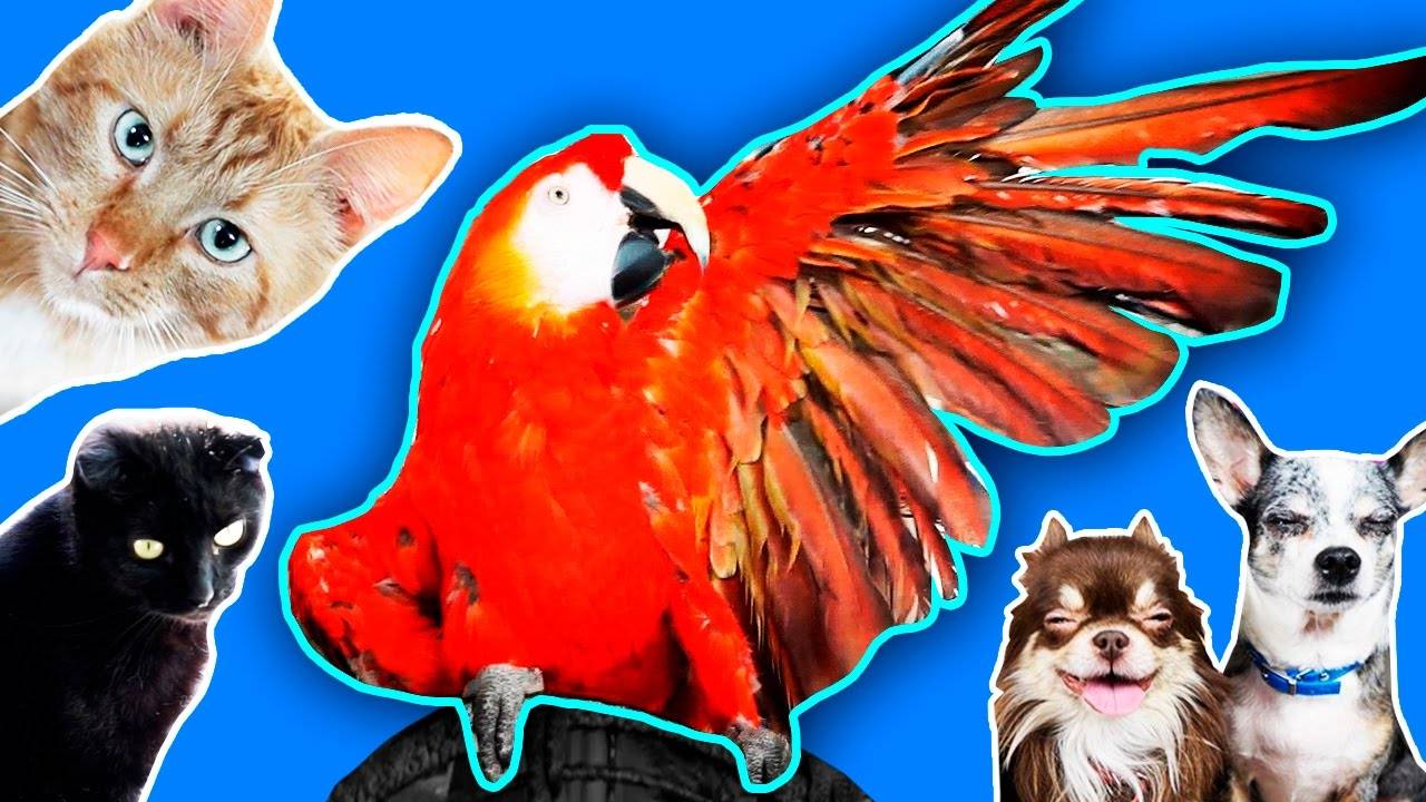 Сара шалит: как попугай дразнит собак и котов! 🦜🎭 смотреть онлайн