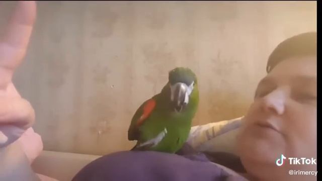 Попугай правильно произносит слова приколы 😂😂😂 смотреть онлайн