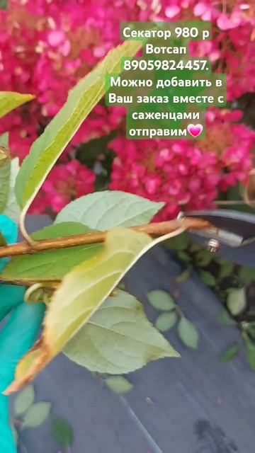Секатор, Как режет? Показываю👍 #гортензииметельчатые смотреть онлайн