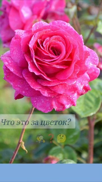 Как называется этот цветок? #вопросы #цветы #эрудитплю? смотреть онлайн