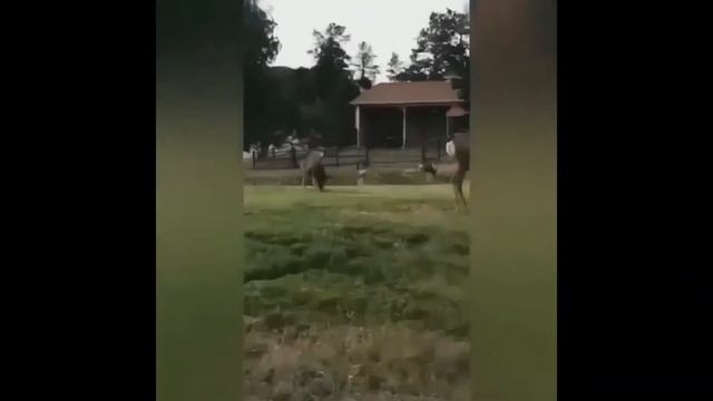 ПРИКОЛЫ | ПРИКОЛЫ 2018 ИЮНЬ | Лучшие приколы | Best Coub | Best Cube #14