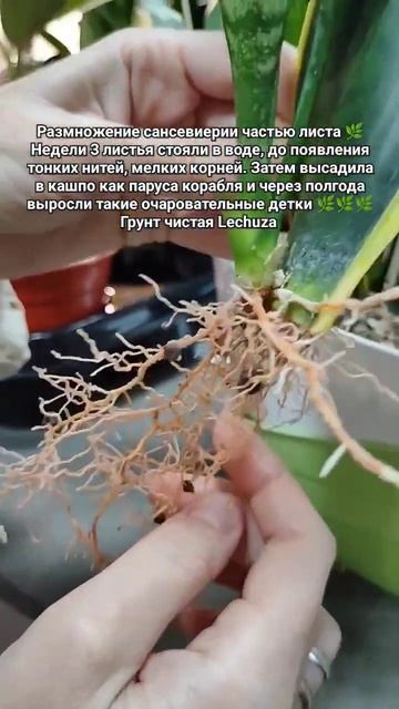 Как размножить щучий хвост/сансевиерию #комнатныерас? смотреть онлайн