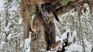 СИБИРСКИЙ ПУШНОЙ ПРОМЫСЕЛ.ЗАЕЗД В ТАЙГУ НА ПРОВЕРКУ КАПКАНОВ.