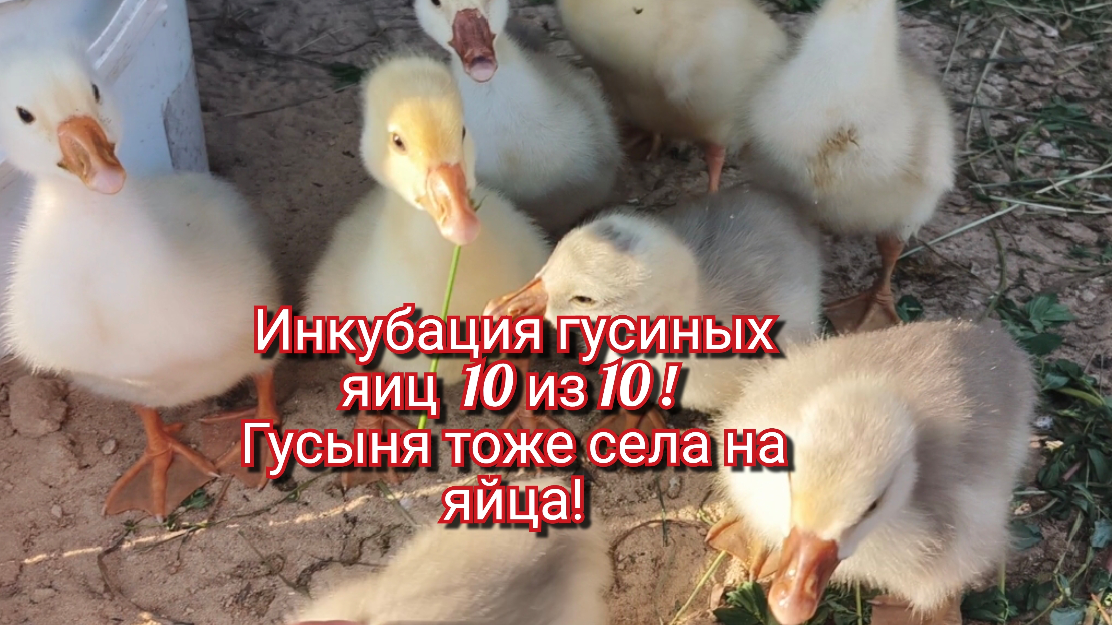 Инкубация гусиных яиц,что получилось.Гусыня села на яйцо. смотреть онлайн