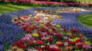 Прогуляйтесь по парку тюльпанов Кёкенхоф в Нидерландах без людей: только цветы, много цветов…