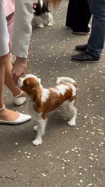 ВЫСТАВКА СОБАЧЕК С БАРНАУЛЕ смотреть онлайн