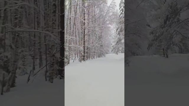 Стелс Ставр