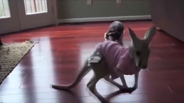 ЛУЧШИЕ ПРИКОЛЫ 2016 ИЮНЬ№11 смотреть онлайн