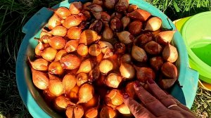 Вот так нужно сажать лук шалот для хорошего урожая!!