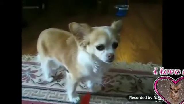 Смешные видео приколы чихуахуа! смотреть онлайн
