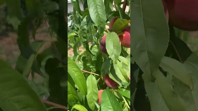 31 июля 2024 г. Персик шугар тайм , самый ранний , самый вк? смотреть онлайн