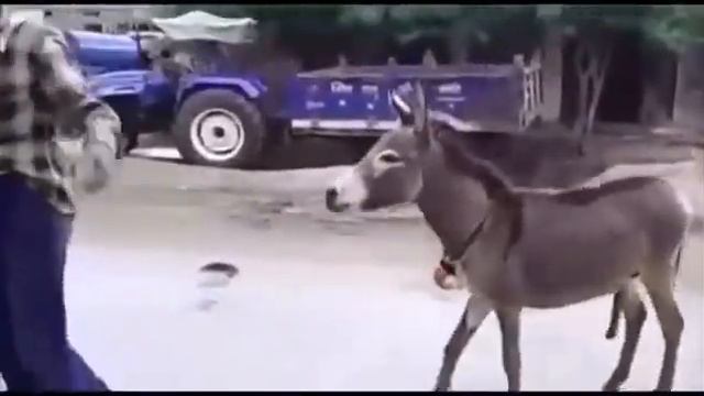 ишак хочет мужыка смотреть онлайн