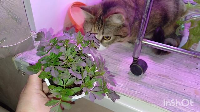 МОЯ РАССАДА УЖЕ В ОТКРЫТОМ ГРУНТЕ. МАРУСЯ ВСЕГДА РЯДОМ смотреть онлайн