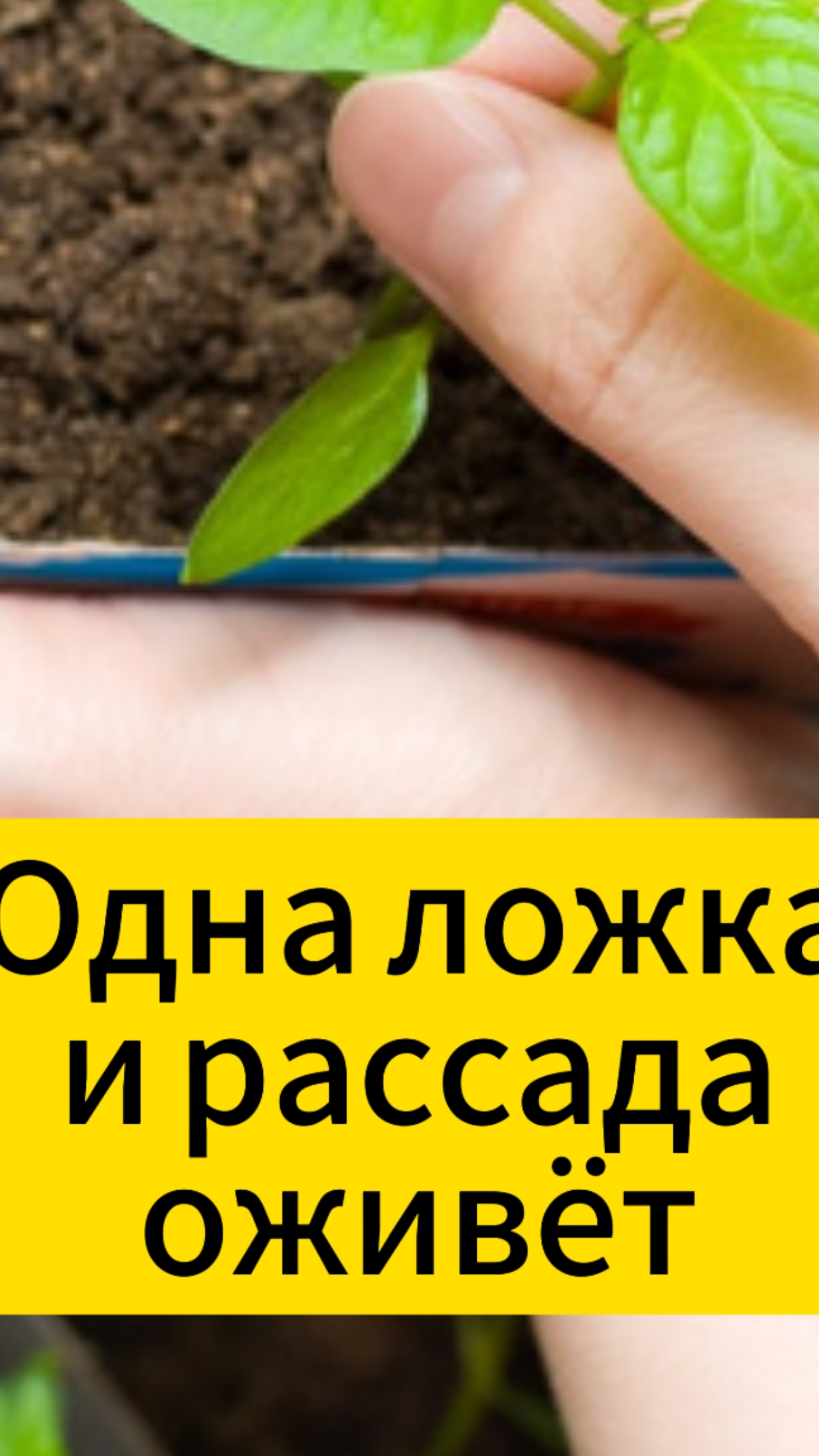 Одна ложка и рассада оживёт смотреть онлайн