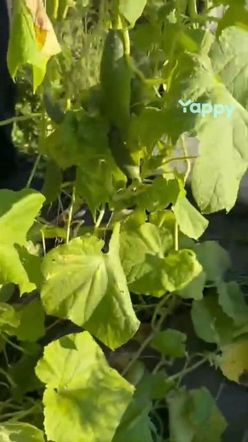 ОГУРЕЧИКИ смотреть онлайн