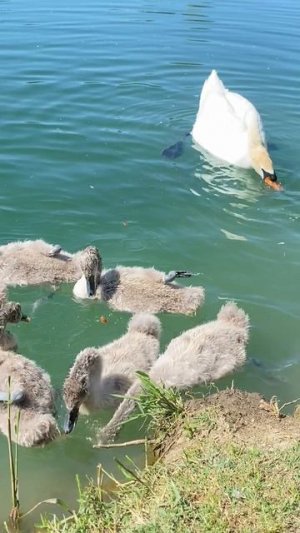 Лебеди в пруду Сочи