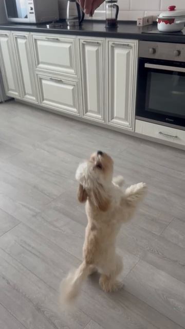 Мальтипу Мия# собака танцует на задних лапках# хвостик