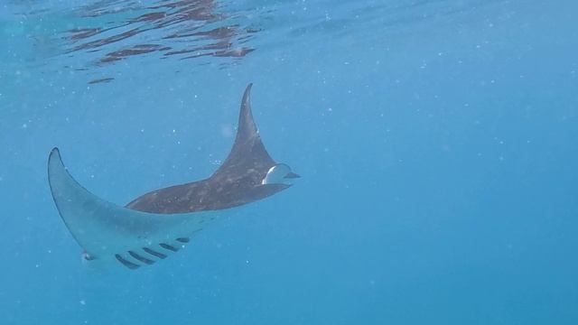 Плавание со Скатами Мантами на Мальдивах. Обзор глазами туриста смотреть онлайн